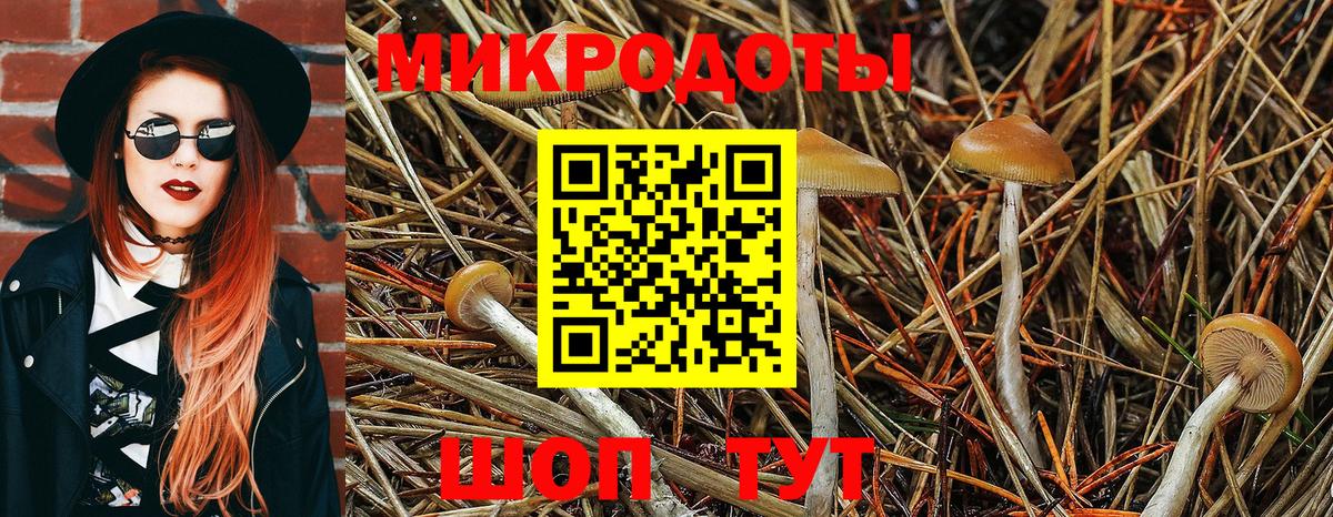 Псилоцибиновые грибы прущие грибы Сегежа